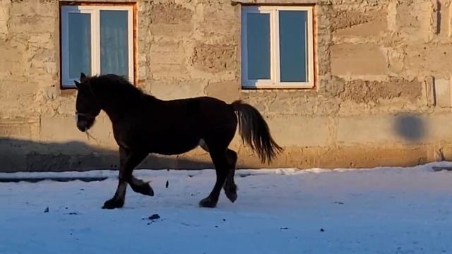Жеребец 1,5года мать совет. Тяж, отец шайр. 200 тыс рублей город Каменск-Уральский +79521415242 смотреть онлайн