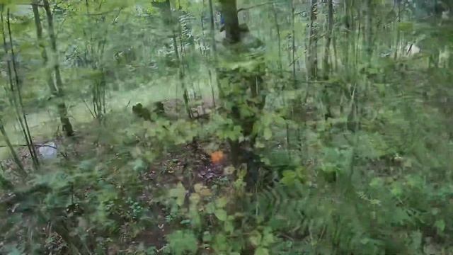 За грибами в августе. Грибы в Ленинградской обл. Всеволожский район/много белых. #грибы смотреть онлайн