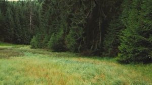 ВОЛКИ ЖИВОТНЫЕ | в лесу, дикая природа, документальный.