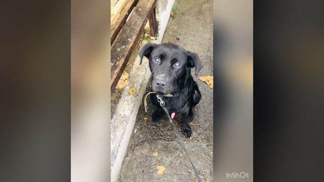 История Джона 🧸 спасённая собака смотреть онлайн