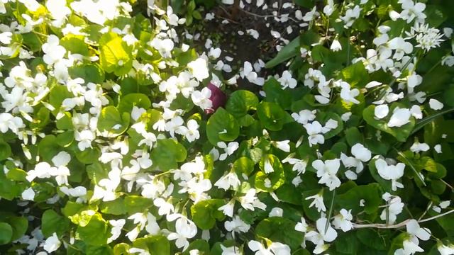 Ленивое задание выполнено. Красота или вкуснота?Каждому своё смотреть онлайн