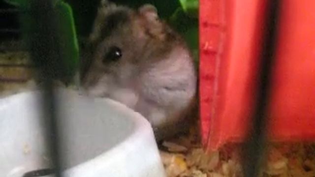 Джунгарик- кушает смотреть онлайн