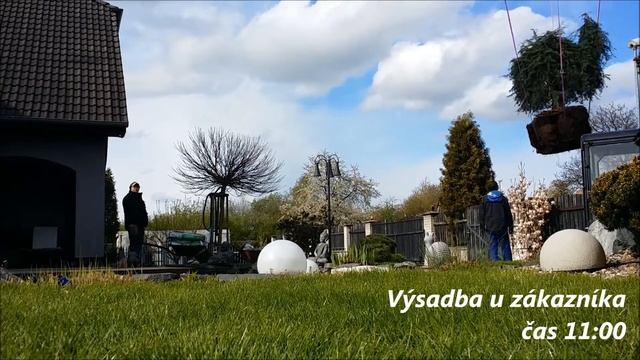 Výsadba Cedru Himalájského (Cedrus Deodara Pendula)