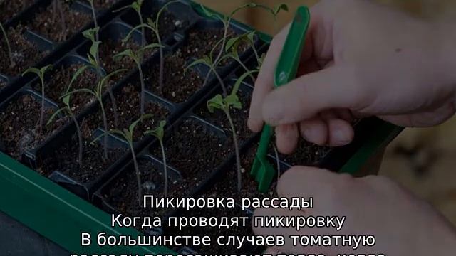 Пикировка томатов в апреле. смотреть онлайн