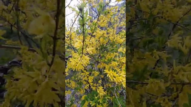 Жёлтый кустарник форзалия. #Весна #shorts смотреть онлайн