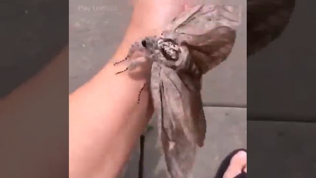 Самая большая моль.Biggest mole. смотреть онлайн