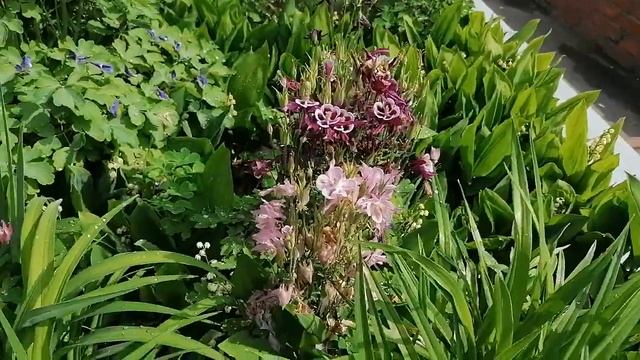 + пионы, ирисы, аквилегия, вейгела на Троицу 12 06 2022 смотреть онлайн