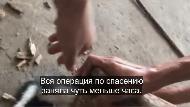 Котёнок HAMEPTBO застрял в бревне и уже казалось, что просто так ему не выбраться