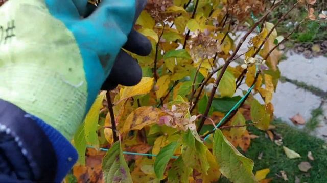 ПЕРЕСТАНЬТЕ ОБРЕЗАТЬ СОЦВЕТИЯ У ГОРТЕНЗИИ! СЕКРЕТЫ правильного УХОДА и ОБРЕЗКИ осенью смотреть онлайн