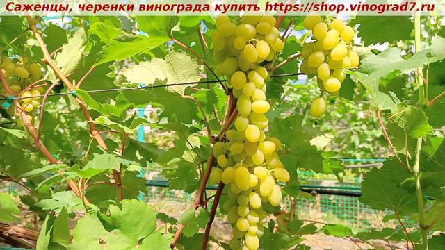 Парад сортов на 27.07.24 года - виноград Самородок окрашивание, созревание, характеристики. смотреть онлайн
