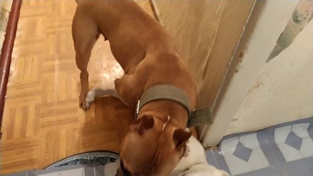 Дайте мне поспать в 4 утра) ZARRA and TATI смотреть онлайн