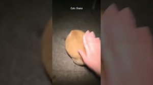 приколы с животными