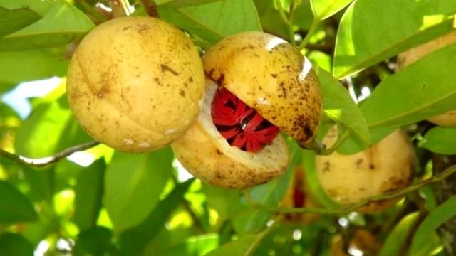 Всё про Мускатный орех. смотреть онлайн