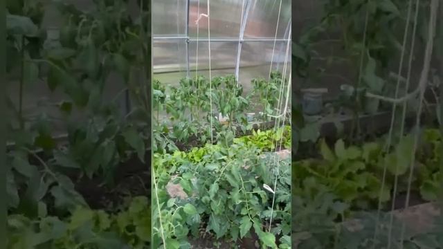 Разница после 14 дней капельного полива #капельныйполив #теплица #автоматическийполив #капля #урожа смотреть онлайн