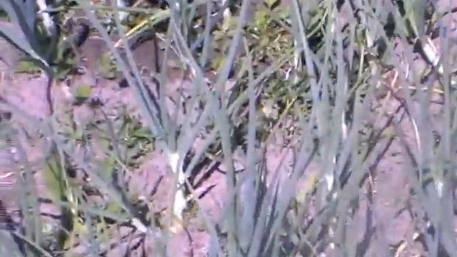 Мульчирование почвы. Что растёт на грядках после мульчирования картоном? смотреть онлайн