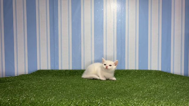 MUNCHKIN NON STANDARD CAT | ADAMS BEST смотреть онлайн