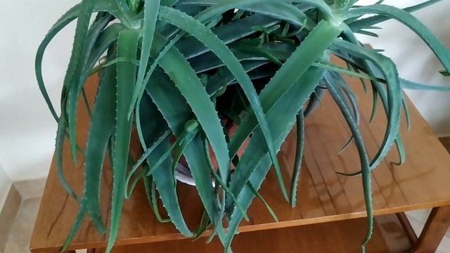 АЛОЭ ВЕРА. Чудо растение. смотреть онлайн