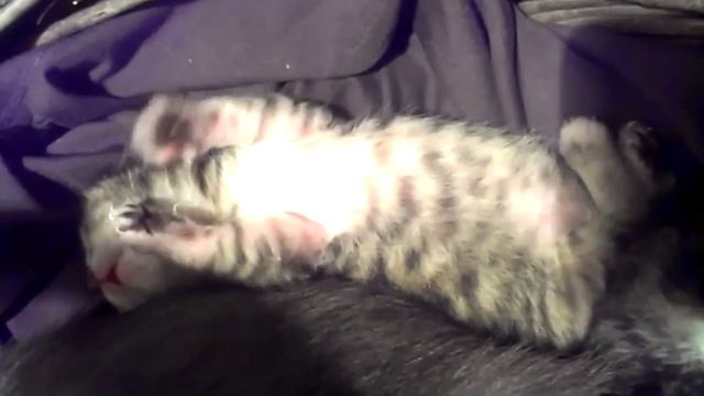 Kitten Is Running In Its Sleep. Котенок бежит во сне.