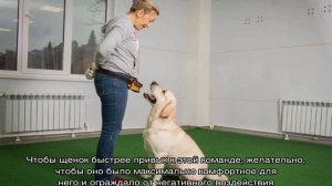 Как дрессировать лабрадора в домашних условиях для начинающих