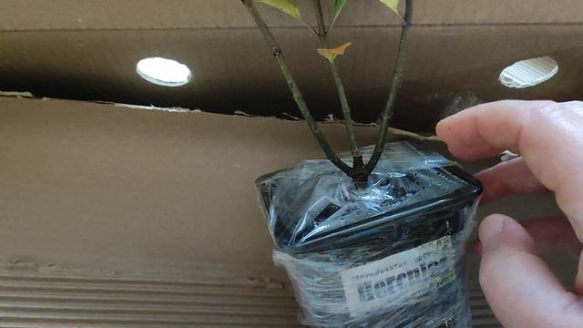 Гортензии питомника Анабель ,НОВИНКИ .Лучшие саженцы из всех !!! смотреть онлайн