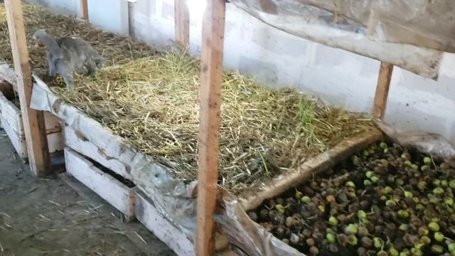 Результат разведения червей для рыбалки на 15 июля смотреть онлайн