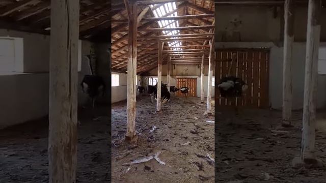 Страусы танцуют смотреть онлайн