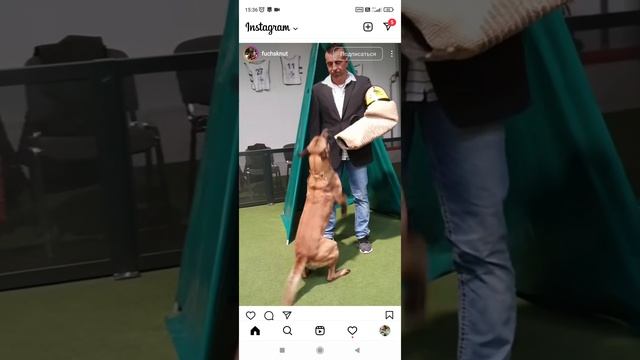 ИГП облай укрытие