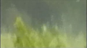 08 - Засада у Волчьей ямы