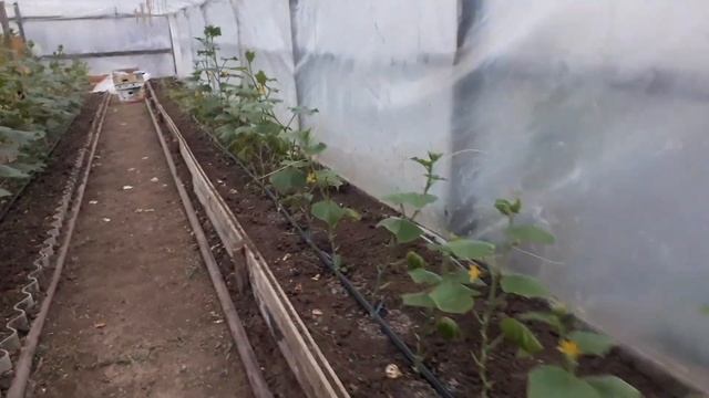 Огурец мадрилене 14 октября,начало плодоношения смотреть онлайн