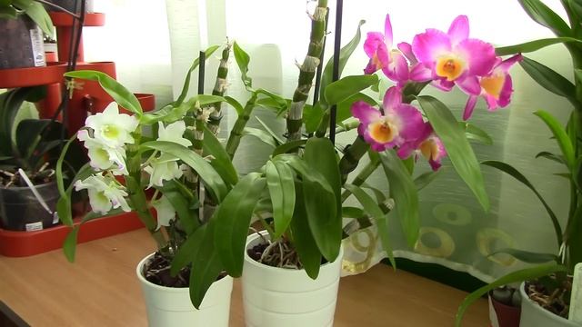 Orchid care - How to care for Dendrobium Nobile Orchids - watering, fertilizing, reblooming смотреть онлайн