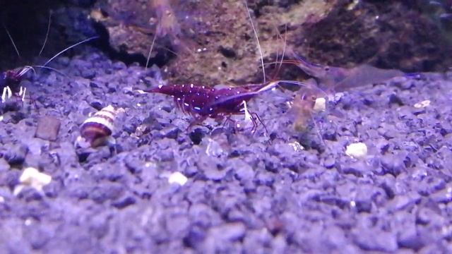 Сулавеси кардинал и голубоногая смотреть онлайн