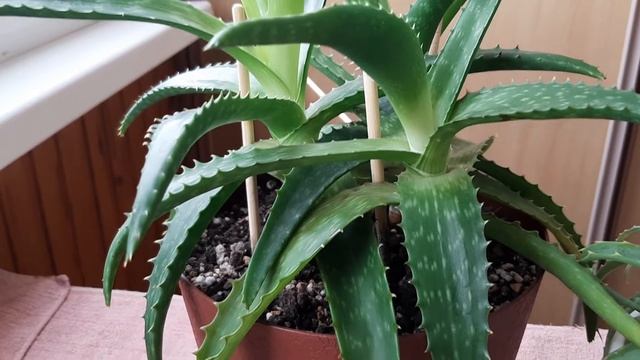 Алоэ. Доктор. Столетник. Растение РАКОВ. смотреть онлайн