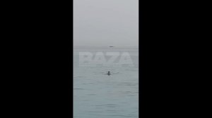 Акула сожрала россиянина в Хургаде