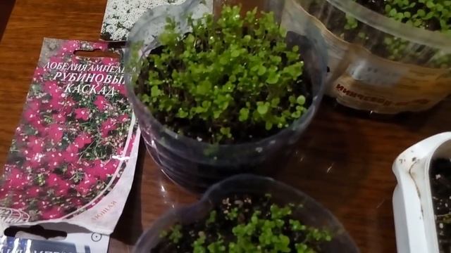 Как лучше посеять мелкосеменные цветы(лобелия,лобулярия,львиный зев) смотреть онлайн