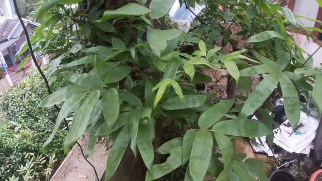 വള്ളിമുള സൂപ്പർ ആണ് /bamboo/creeper bamboo/bamboo art/ home garden tour смотреть онлайн