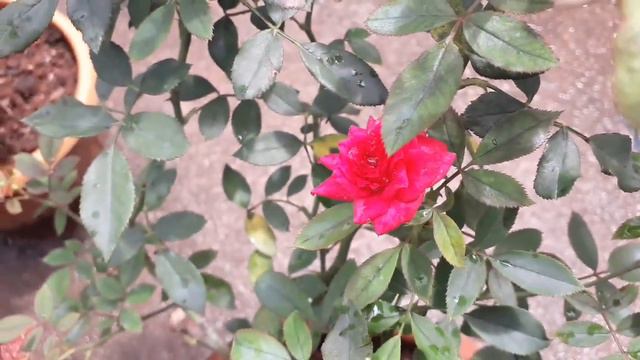 റോസ്ചെടിയിൽ വലിയ പൂക്കൾ ഉണ്ടാകാൻ/How to get bigger blooms in rose plants смотреть онлайн