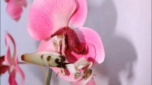 орхидейный богомол