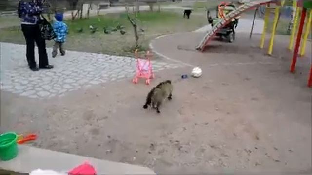 Приколы с кошками.Кот защищает детей от собаки смотреть онлайн