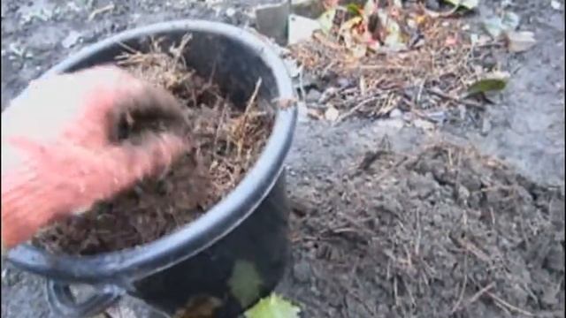 Осенняя посадка голубики Патриот. 30 октября 2017 смотреть онлайн