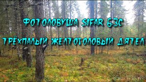 Трёхпалый желтоголовый дятел. Видео с фотоловушки SiFar 6.3C Егерькам