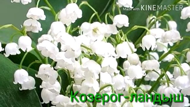 Какой ты цветок по знаку зодиака? смотреть онлайн
