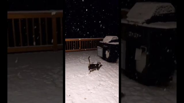 Котик продавец, работает на кассе.