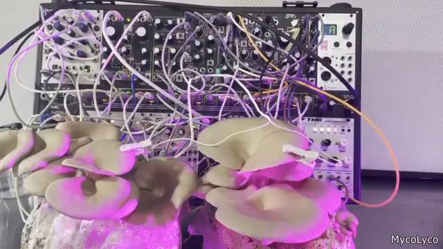 terraria mushroom sound смотреть онлайн