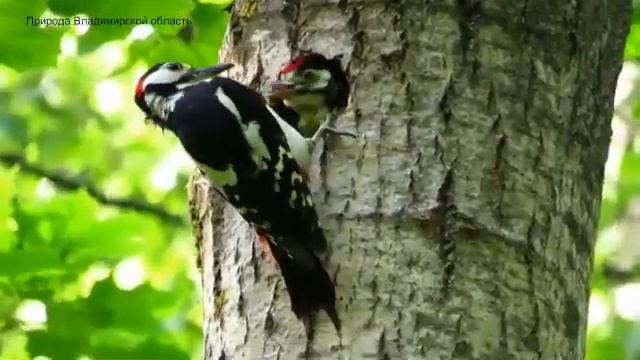 Большой пестрый дятел кормит птенца смотреть онлайн