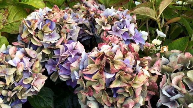 Hydrangea macrophylla blue смотреть онлайн
