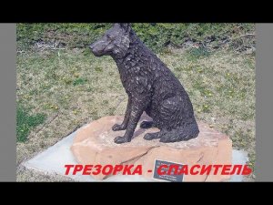 Трезор: как дворовый пёс спас 16 человек от голода во время блокады Ленинграда