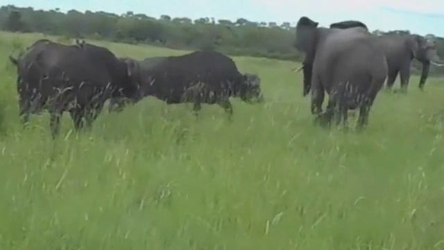 Приколы. Буйвол ЖЕСТКО наказал Слона смотреть онлайн