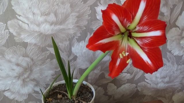 Чудо! Растения слышат! Хотите, чтобы ваш цветок зацвел-смотрите видео! смотреть онлайн