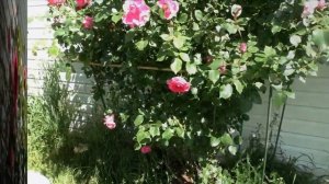 Единственная, неповторимая, любимая - роза плетистая Лавиния в моем саду.