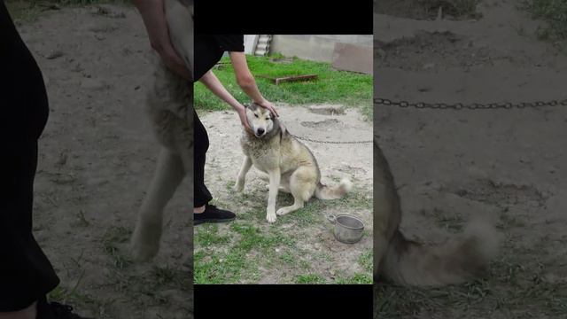 Восточно-сибирская лайка смотреть онлайн
